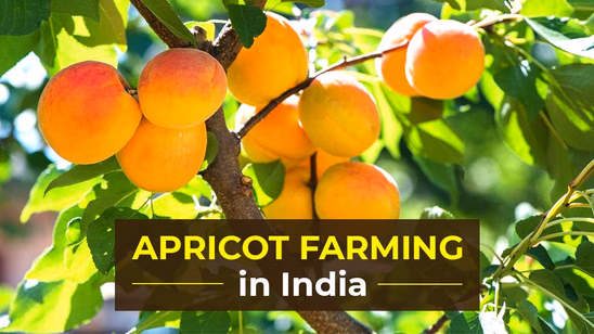 How to Start Apricot Farming in India: Its Cultivation Process, Varieties and Benefits