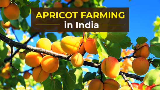 How to Start Apricot Farming in India: Its Cultivation Process, Varieties and Benefits