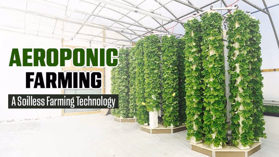 Aeroponic Farming: A Soilless Farming Technology