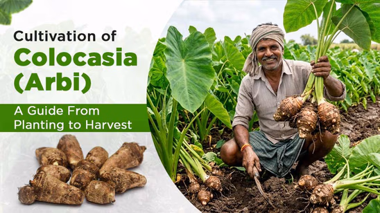 Cultivation of Colocasia (Arbi): A Guide From Planting to Harvest