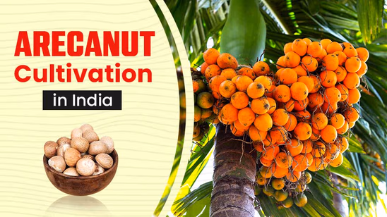 Cultivation of Arecanut in India: Growing Supari for Maximum Profit