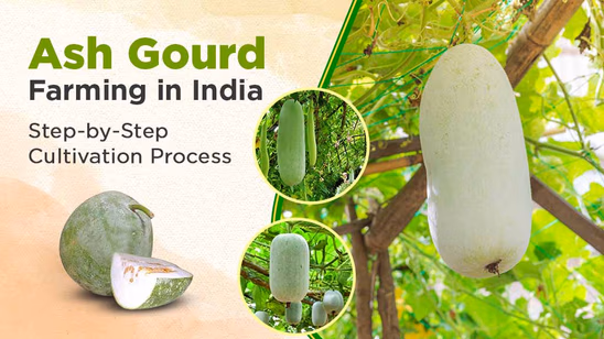 Ash Gourd Farming in India: Step-by-Step Cultivation Process