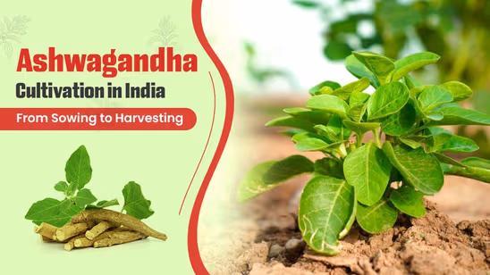 Ashwagandha Cultivation in India: From Sowing to Harvesting