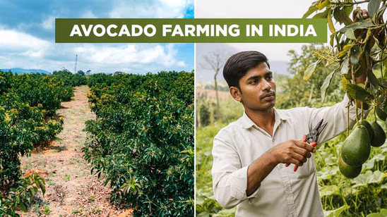 Profitable Avocado Farming in India: Status, Techniques & Future Prospects