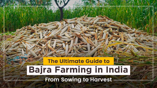 The Ultimate Guide to Bajra Farming in India: From Sowing to Harvest
