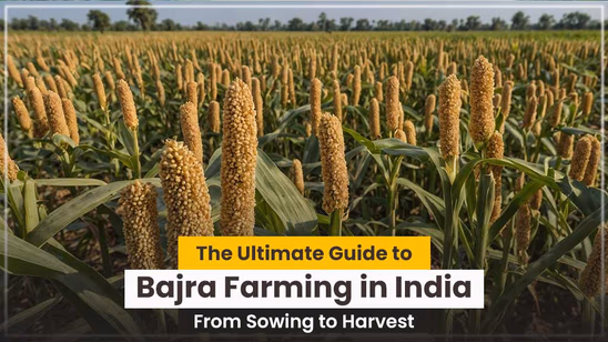 The Ultimate Guide to Bajra Farming in India: From Sowing to Harvest