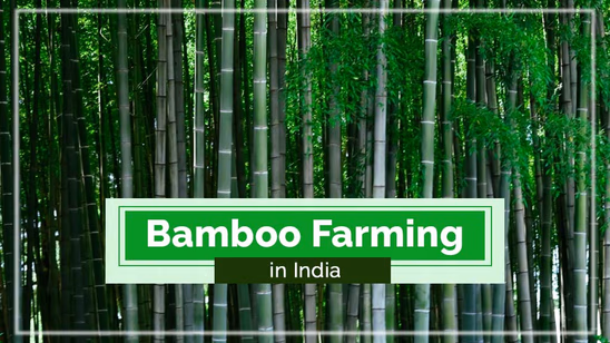 Bamboo Farming in India