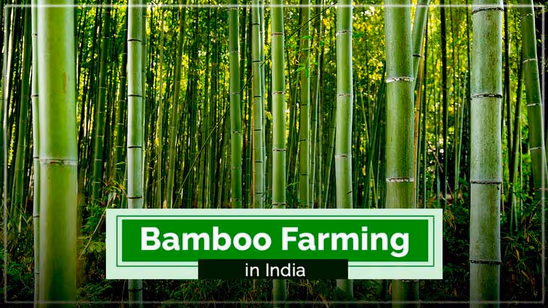 Bamboo Farming in India