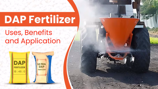 DAP Fertilizer: A Solution for High-Yielding Crops