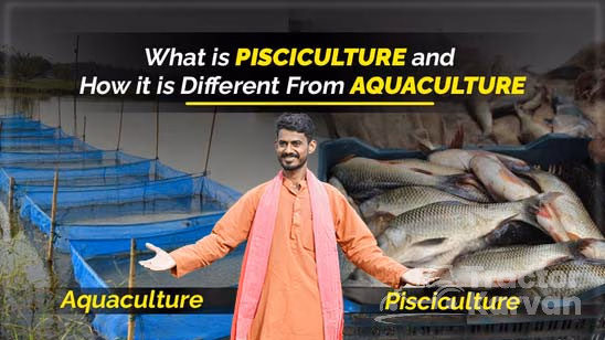 What is Pisciculture and How it is Different from Aquaculture