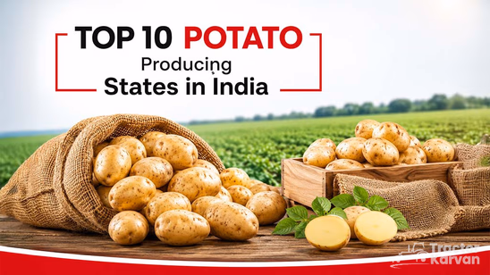 Top 10 Potato Producing States in 2026