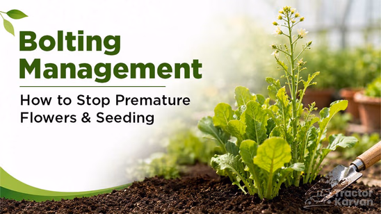 Bolting Management: How to Stop Premature Flowers & Seeding