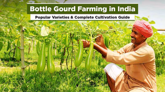 Bottle Gourd Farming in India: Popular Varieties & Complete Cultivation Guide