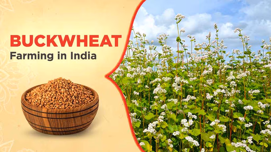 Buckwheat Farming in India- How to Grow, Top Varieties & Benefits