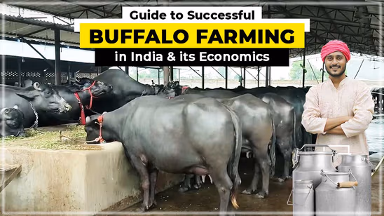 Guide to Successful Buffalo Farming in India & its Economics