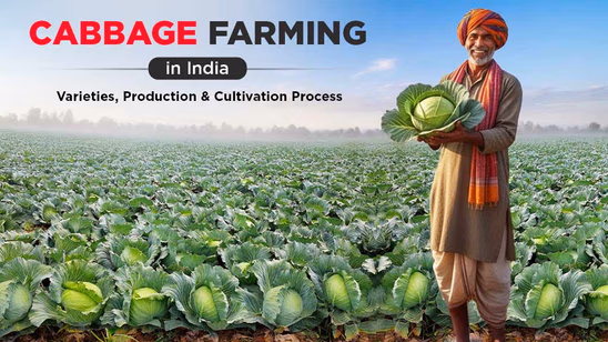 Cabbage Farming in India: Varieties, Production & Cultivation Process