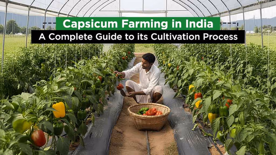 Capsicum Farming in India: A Complete Guide to its Cultivation Process Capsicum Farming in India: A Complete Guide to its Cultivation Process