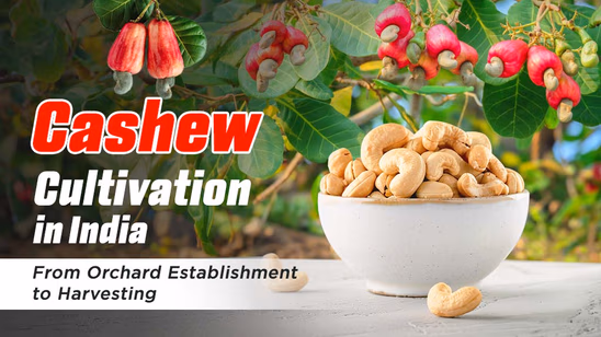 Cashew Cultivation in India: From Orchard Establishment to Harvesting