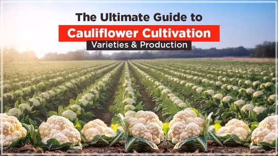 The Ultimate Guide to Cauliflower Cultivation: Varieties & Production