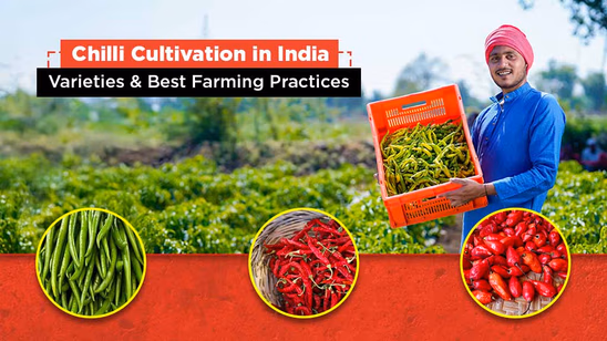 Chilli Crop Cultivation in India:  Varieties & Best Farming Practices