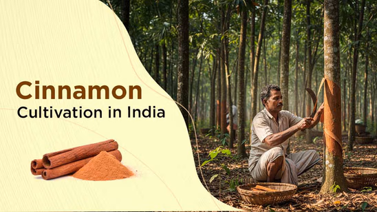 Cinnamon Cultivation in India: Best Farming Practices