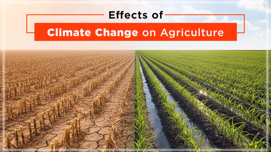 Effects of Climate Change on Agriculture: The Silent Struggle of Indian Farmers