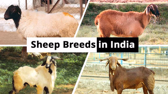 Complete List of Top Sheep Breeds in India 2025