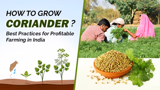 How to Grow Coriander: Best Practices for Profitable Farming in India