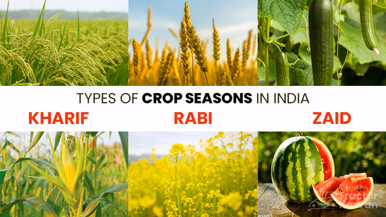 Types of Crop Seasons in India: Kharif, Rabi and Zaid