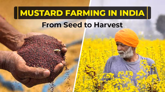 From Seed to Harvest: A Complete Guide to Mustard Farming in India