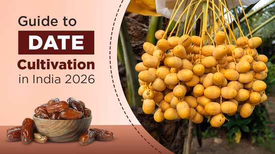 Guide to Date Cultivation in India 2026