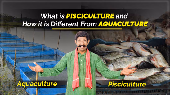 What is Pisciculture and How it is Different from Aquaculture