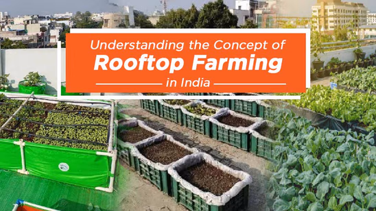 Understanding the Concept of Rooftop Farming in India