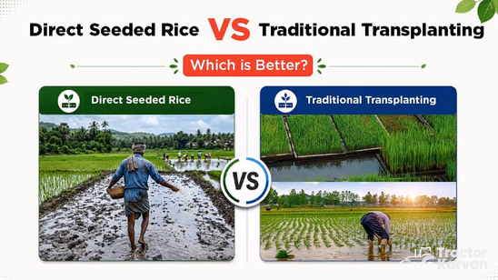 Direct Seeded Rice vs Traditional Transplanting: Which is Better?