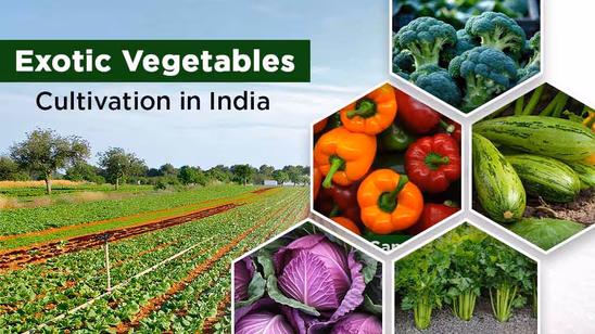 Exotic Vegetables Cultivation in India: Popular Exotic Vegetables