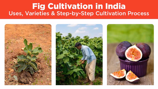 Fig Cultivation in India: Uses, Varieties & Step-by-Step Cultivation Process
