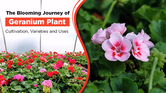 The Blooming Journey of Geranium Plant: Cultivation, Varieties and Uses