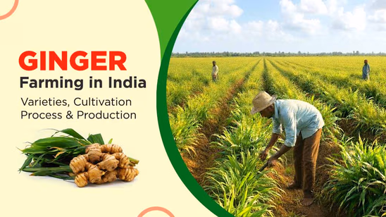 Ginger Farming in India: Varieties, Cultivation Process & Production