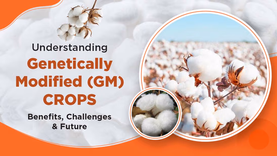 Understanding Genetically Modified (GM) Crops: Benefits, Challenges & Future