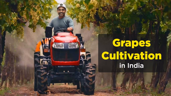 Ultimate Guide to Grapes Cultivation in India