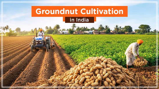 Groundnut Cultivation in India: Varieties & Major Producing States Groundnut Cultivation in India: Varieties & Major Producing States