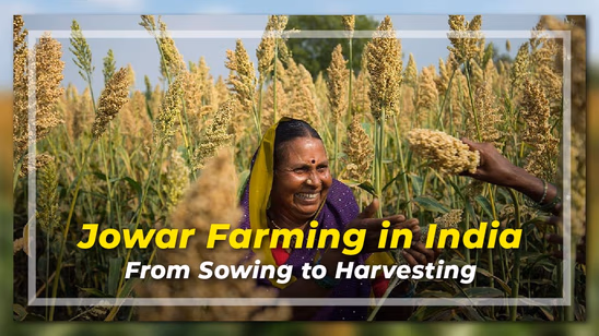 Jowar Farming in India: From Sowing to Harvesting