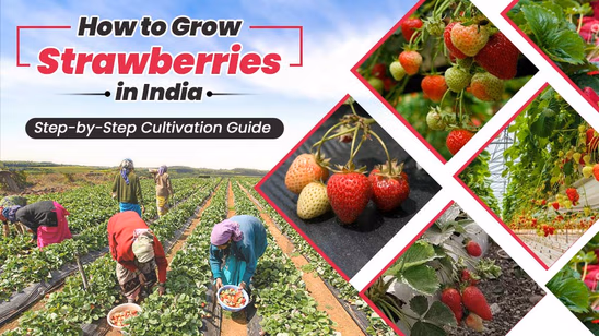 How to Grow Strawberries in India: Step-by-Step Cultivation Guide