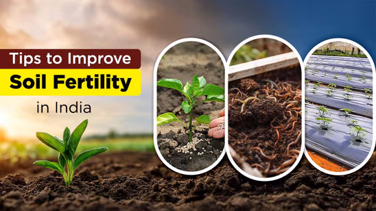 Tips to Improve Soil Fertility in India