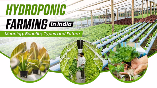 Hydroponic Farming: Meaning, Benefits, Types and Future in India