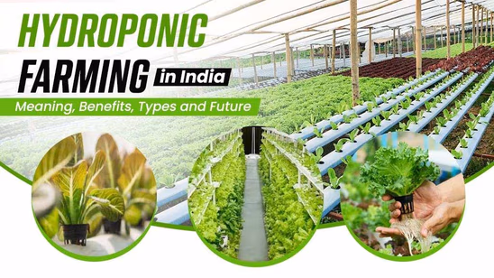 Hydroponic Farming: Meaning, Benefits, Types and Future in India