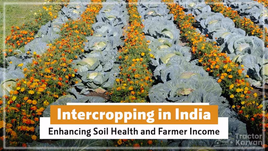 Intercropping in India: Enhancing Soil Health and Farmer Income