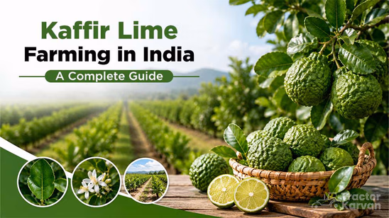 Kaffir Lime Farming in India: A Complete Guide