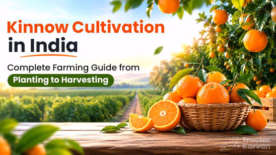 Kinnow Cultivation in India: Complete Farming Guide from Planting to Harvesting