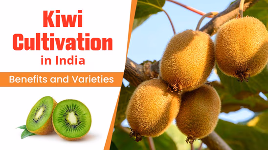Kiwi Cultivation in India: Benefits and Varieties